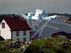Herring Neck icebergs